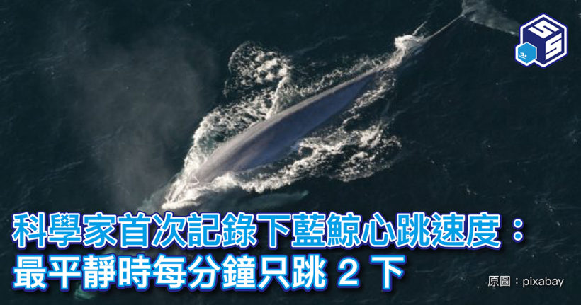 藍鯨