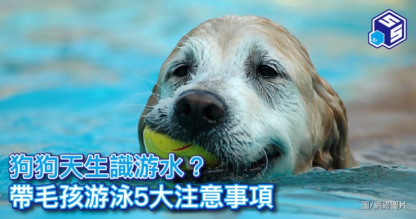 狗狗游水
